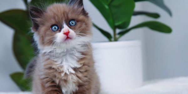 Ragdoll kitten San Diego 