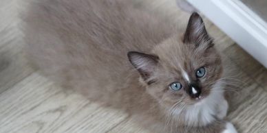 Ragdoll kitten 
