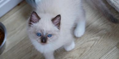 Ragdoll kitten 