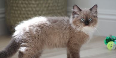 Ragdoll kitten San Diego 