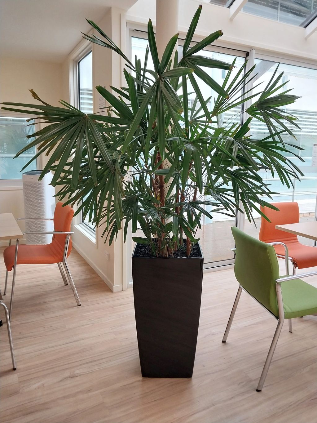 Extra Large floor plant