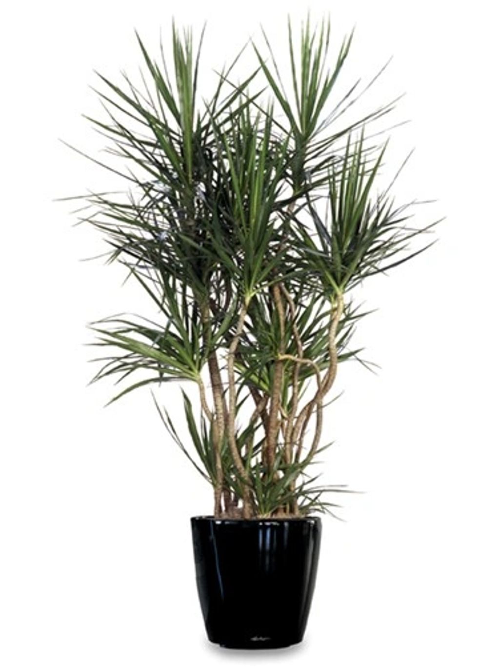 Extra Large floor plant
