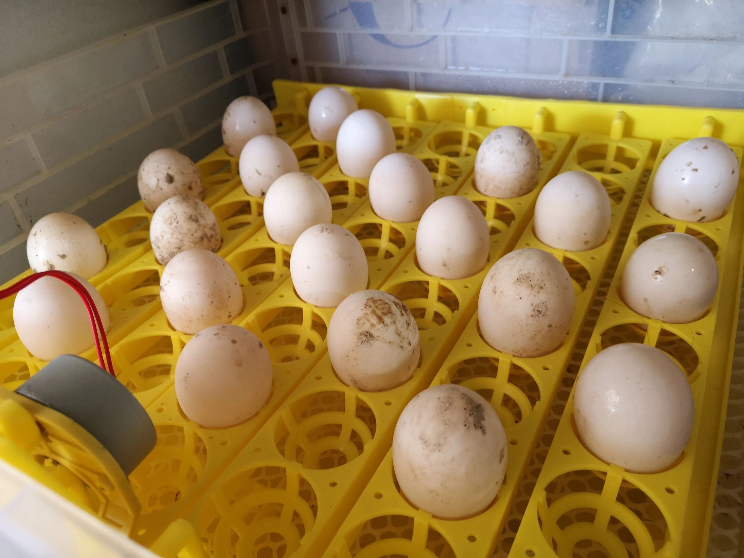 22 Duck Eggs In The Incubator! Let's Hope This Works!