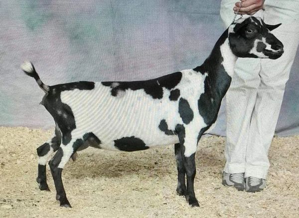 Overlook Farm (Heifer International): Quinn, a one month old Nubian-Saanan  goat, April 8, 2006