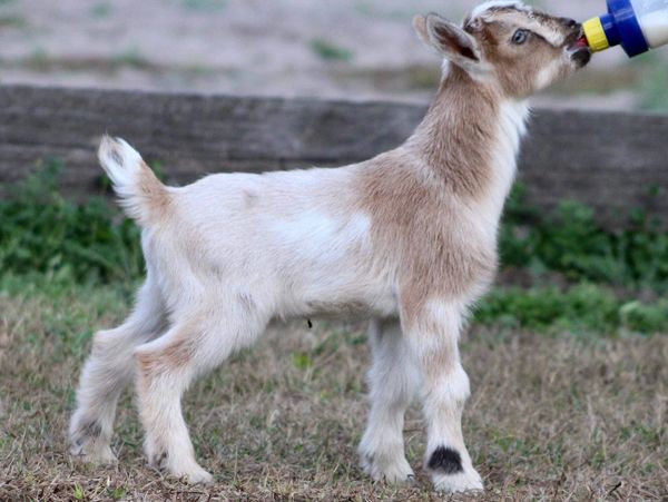 Overlook Farm (Heifer International): Quinn, a one month old Nubian-Saanan  goat, April 8, 2006