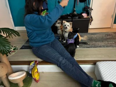 Training two dogs and two 5-month-old kittens to Focus.