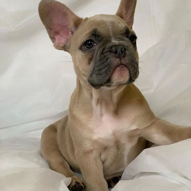 French Bulldog for sale | Family Haven