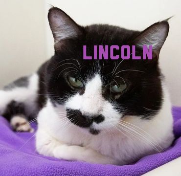 Black and white cat named Lincoln lying on a purple blanket.