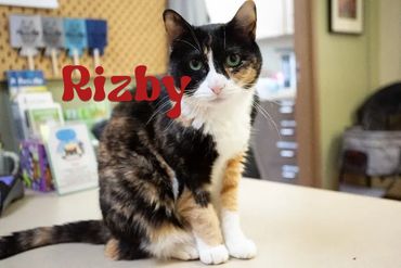 Calico cat named Rizby sitting on a table indoors.