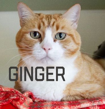 Close-up of an orange and white cat named Ginger.