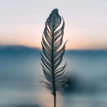 feather with sunset in the background