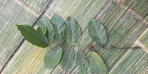 Green leaf branch with small purple berries on a stripped leaf background.