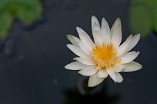 Photo of single flower floating on water