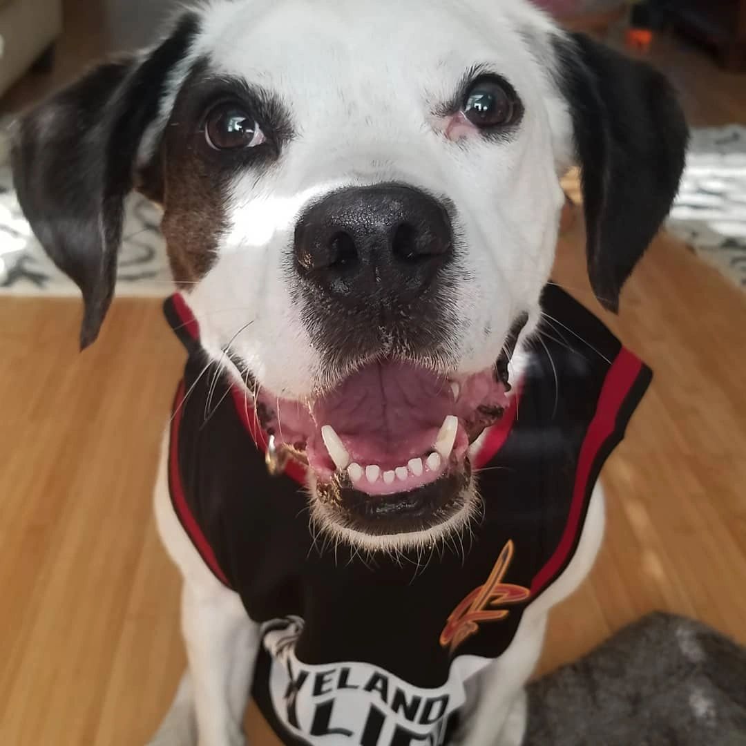 Spoiled Dog Boss