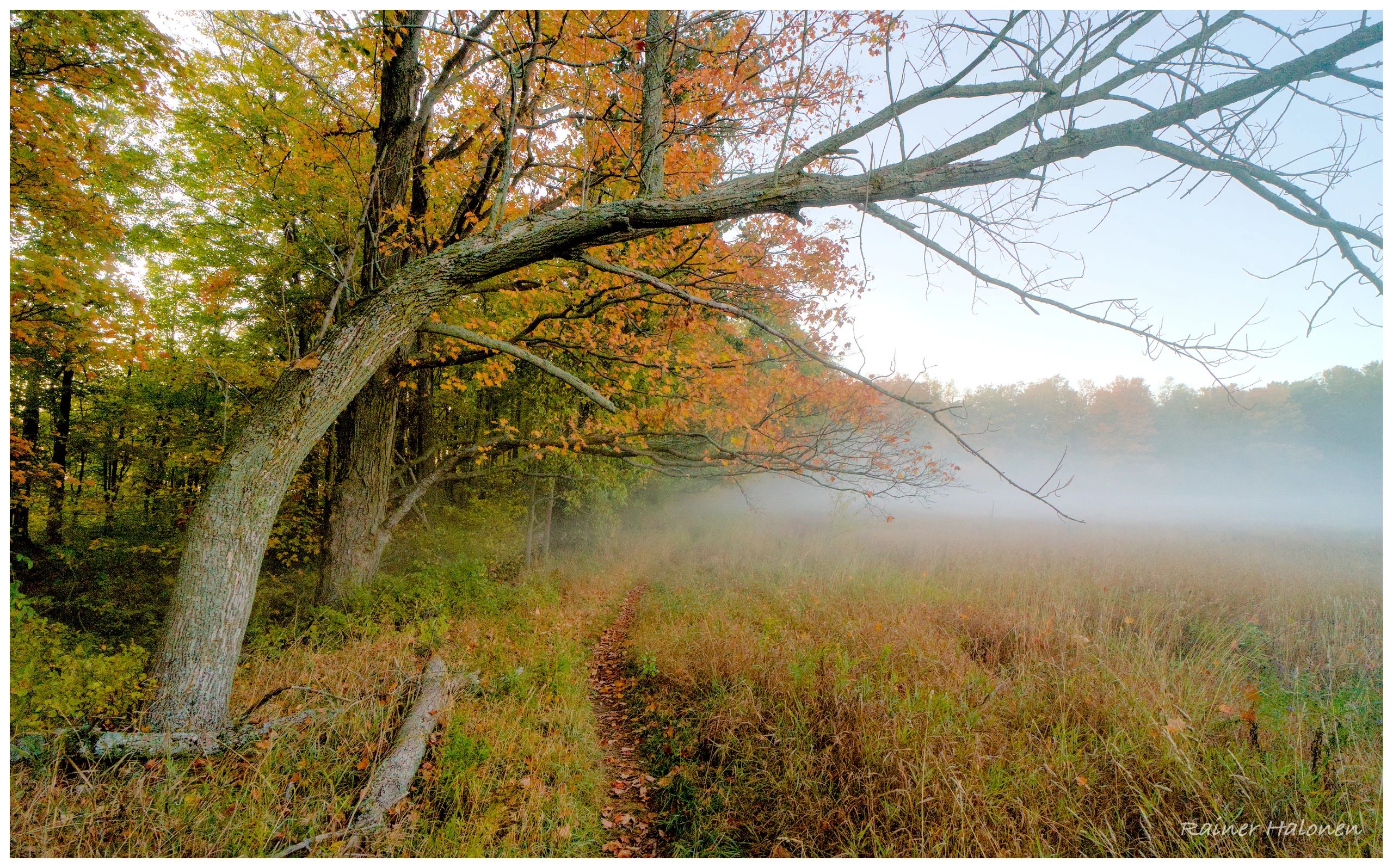 Fall colours on a hiking trail, in the fog, in southern Ontario.