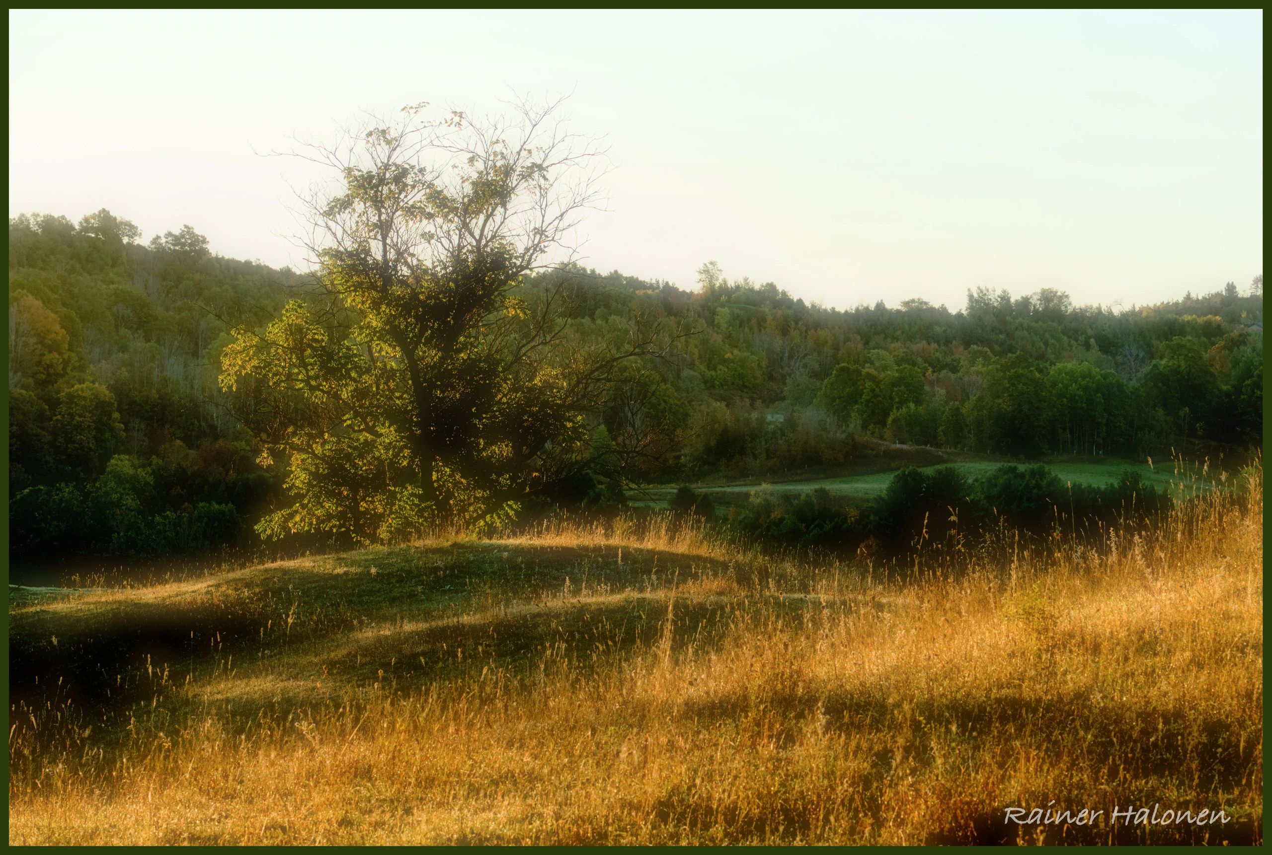 Early morning sunlight on a field in southern Ontario.