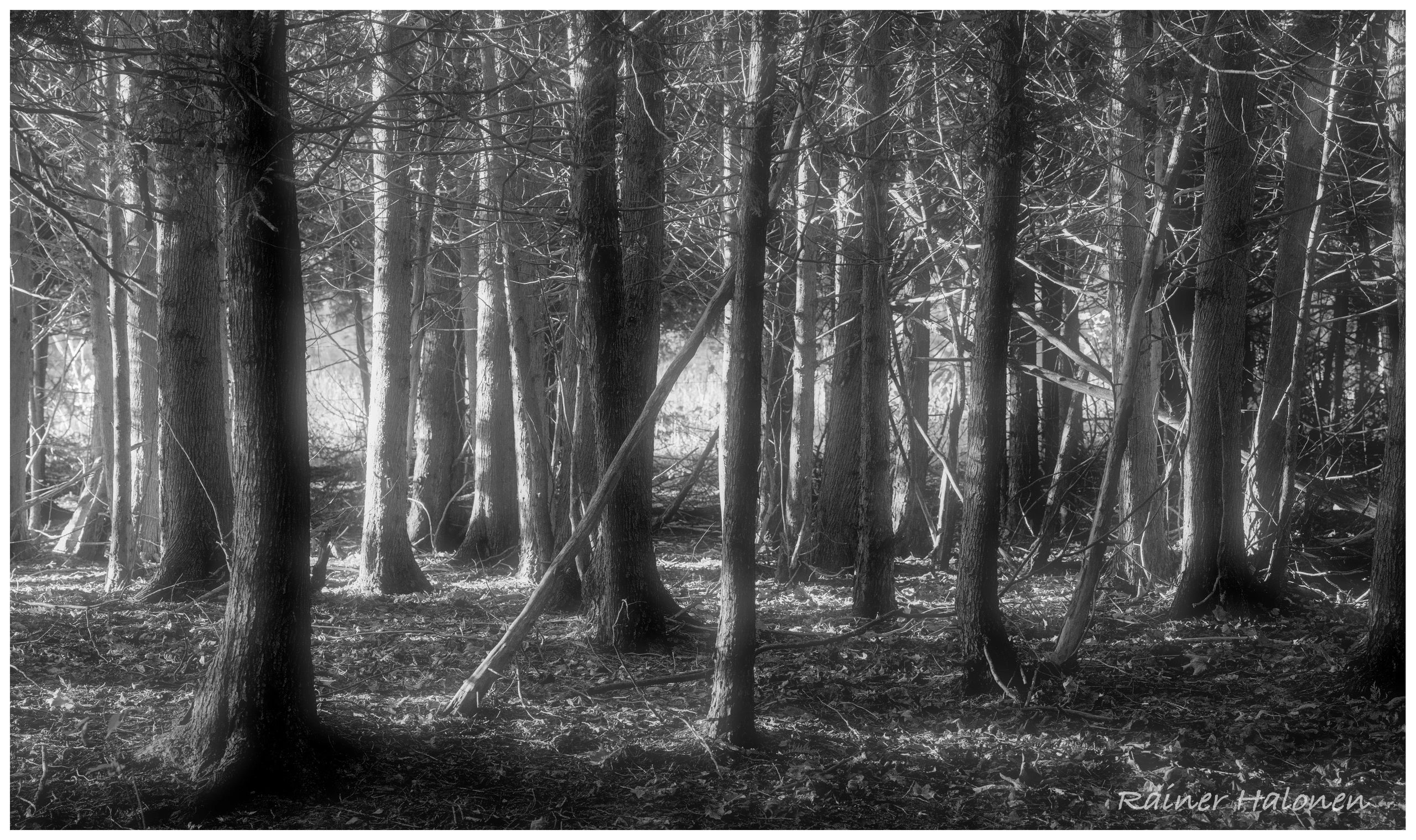 Sunlight on trees. Monochrome. Southern Ontario.