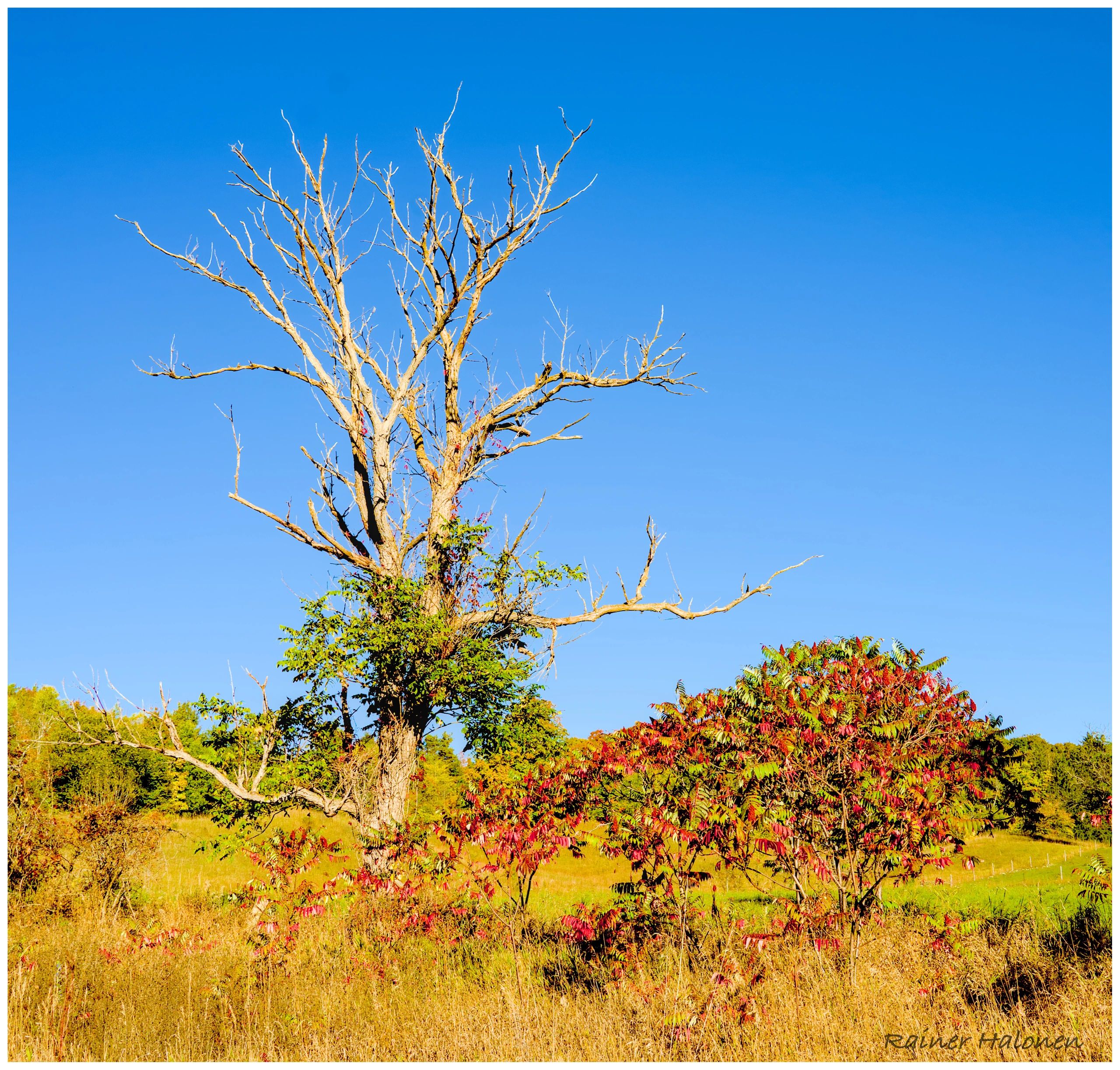 Sunny morning, early fall colours. Hockley Valley, southern Ontario.