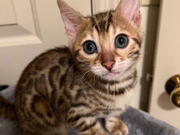 Bengal kitten with blue eyes
