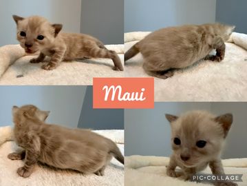 Four adorable images of a tiny kitten named Maui exploring a soft blanket.
