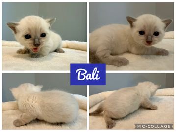 Four photos of a small white Bali kitten in different poses on a soft surface.