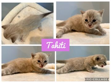 Collage of a tiny beige kitten named Tahiti in various playful poses.