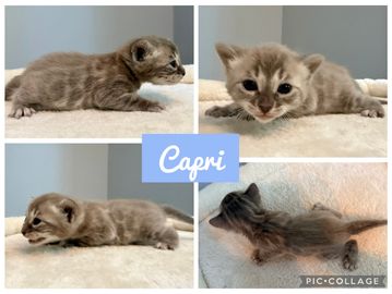 Four photos of a tiny gray kitten named Capri lying on a soft surface.