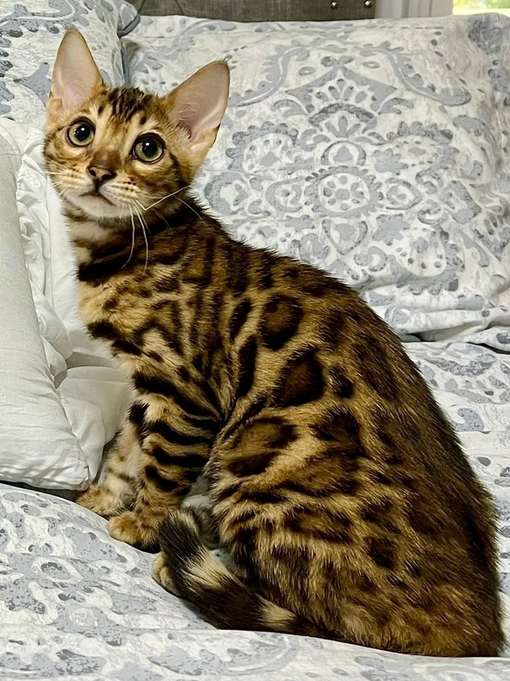 Brown spotted bengal kitten produces blue bengal kittens