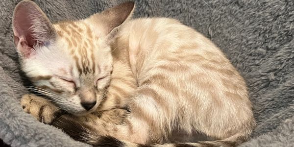 Snow bengal kitten