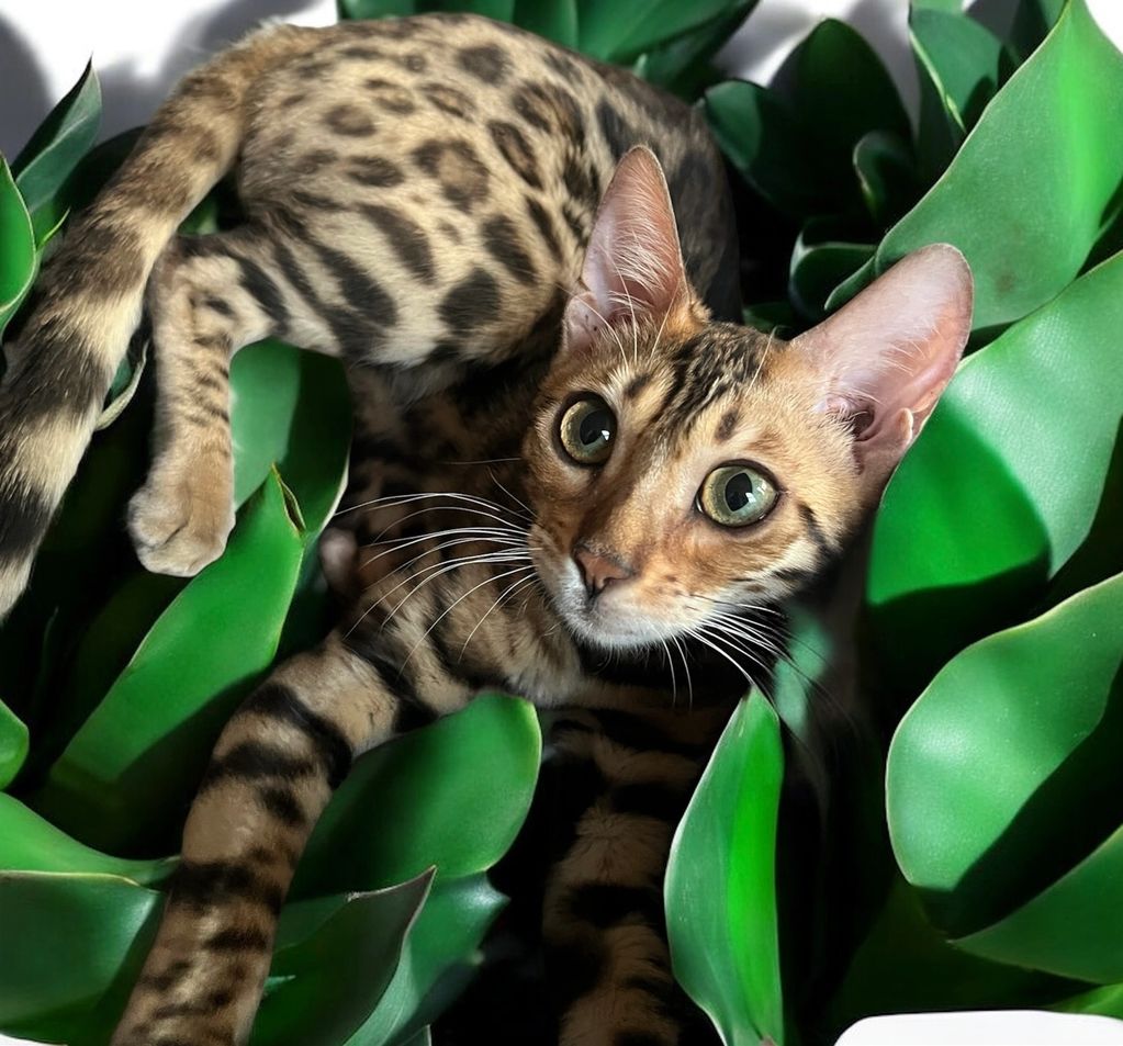 Bengal cat