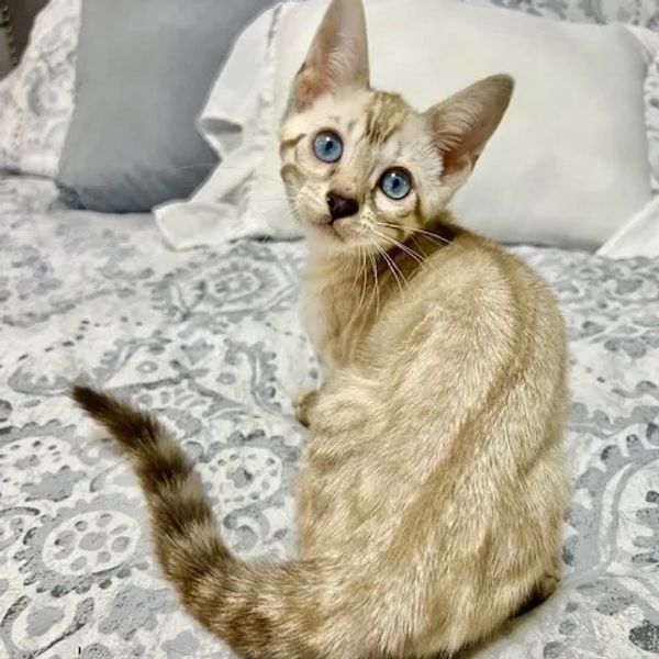 white bengal kitten with blue eyes