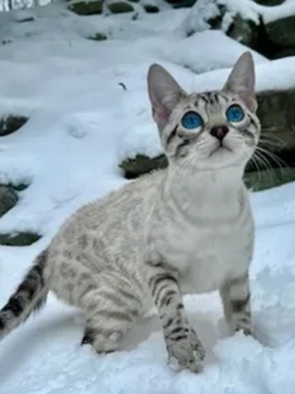 Snow Lynx Bengal cat blue eyes 