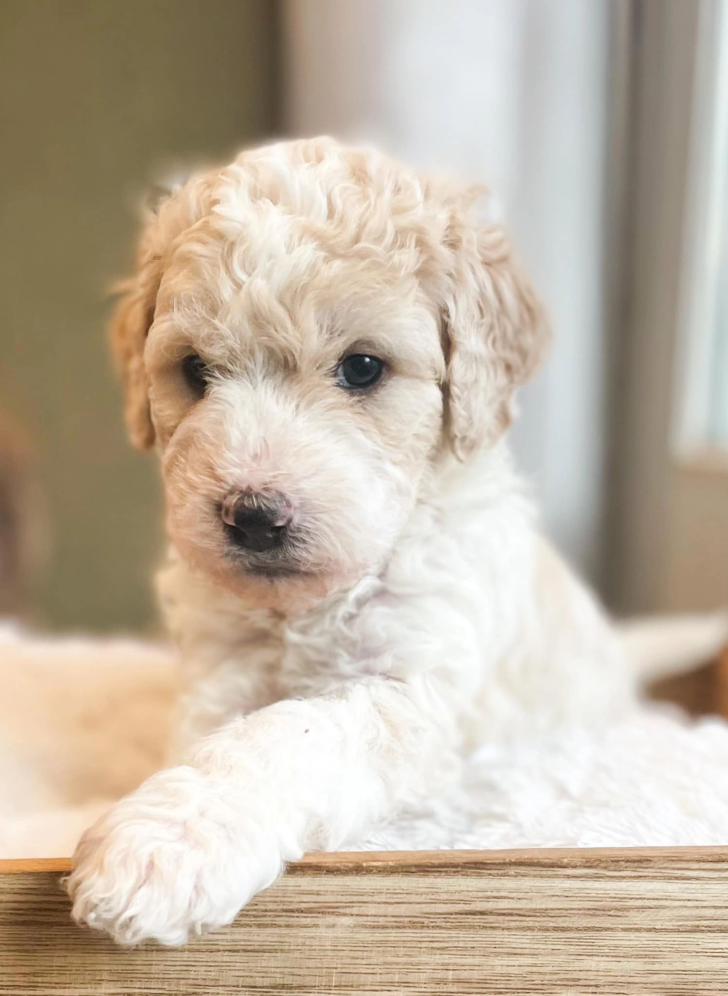 Labrador Mountain Doodles Find Your Perfect Double Doodle Puppies