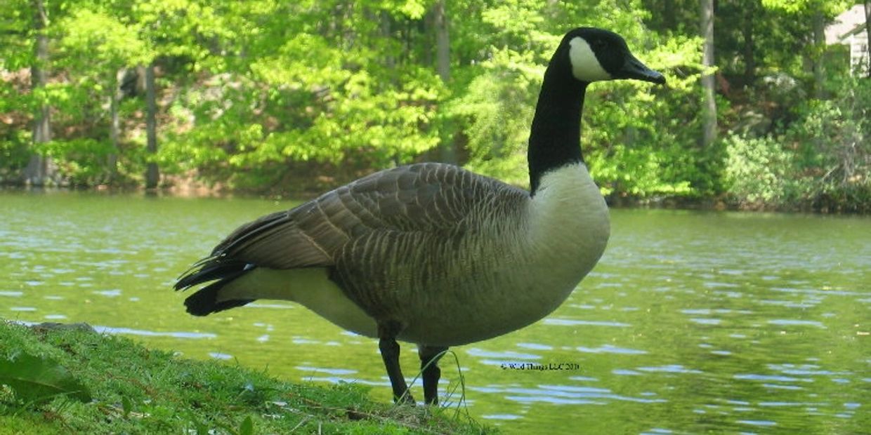 Canada Goose  Pest Information & Prevention Tips