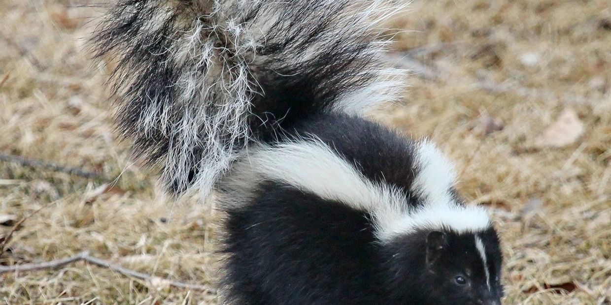 skunk trapping skunk removal skunk control skunk odor removel