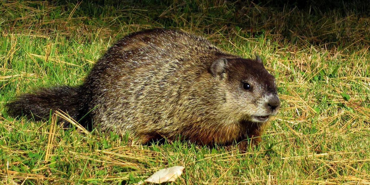 Woodchuck trapping woodchuck control ground hog control groundhog trapping marmot gopher badger