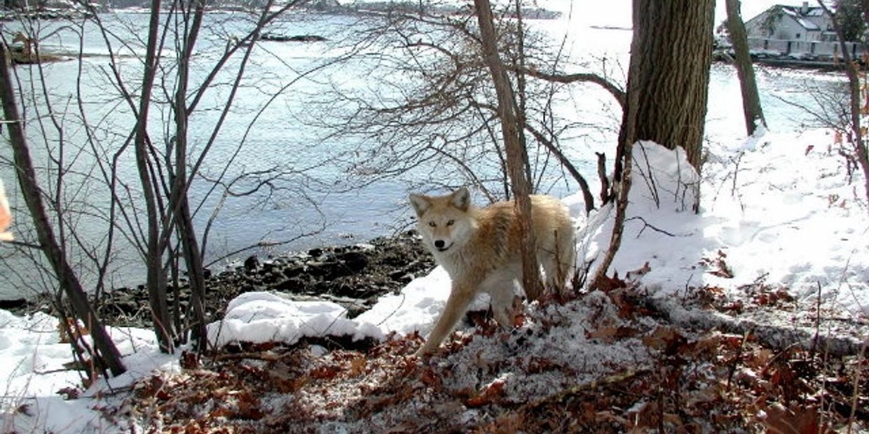 Coyote trapping coyote removal coyote shooting coyote killed my dog coyote ate my cat