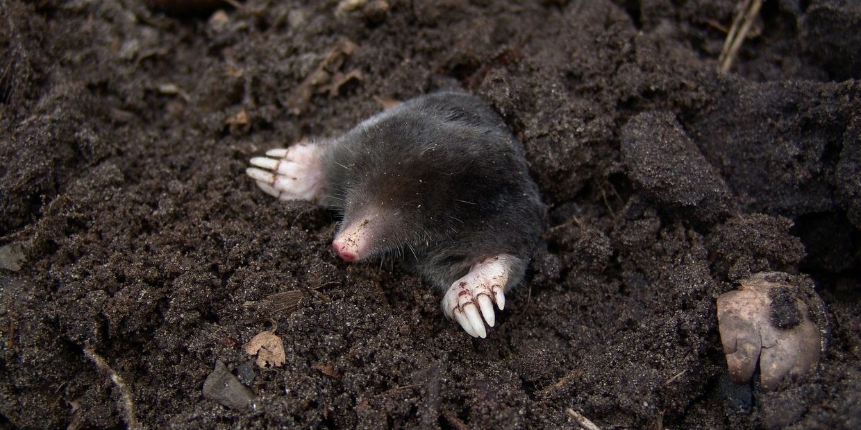 Mole control mole trapping mole removal gopher trapping