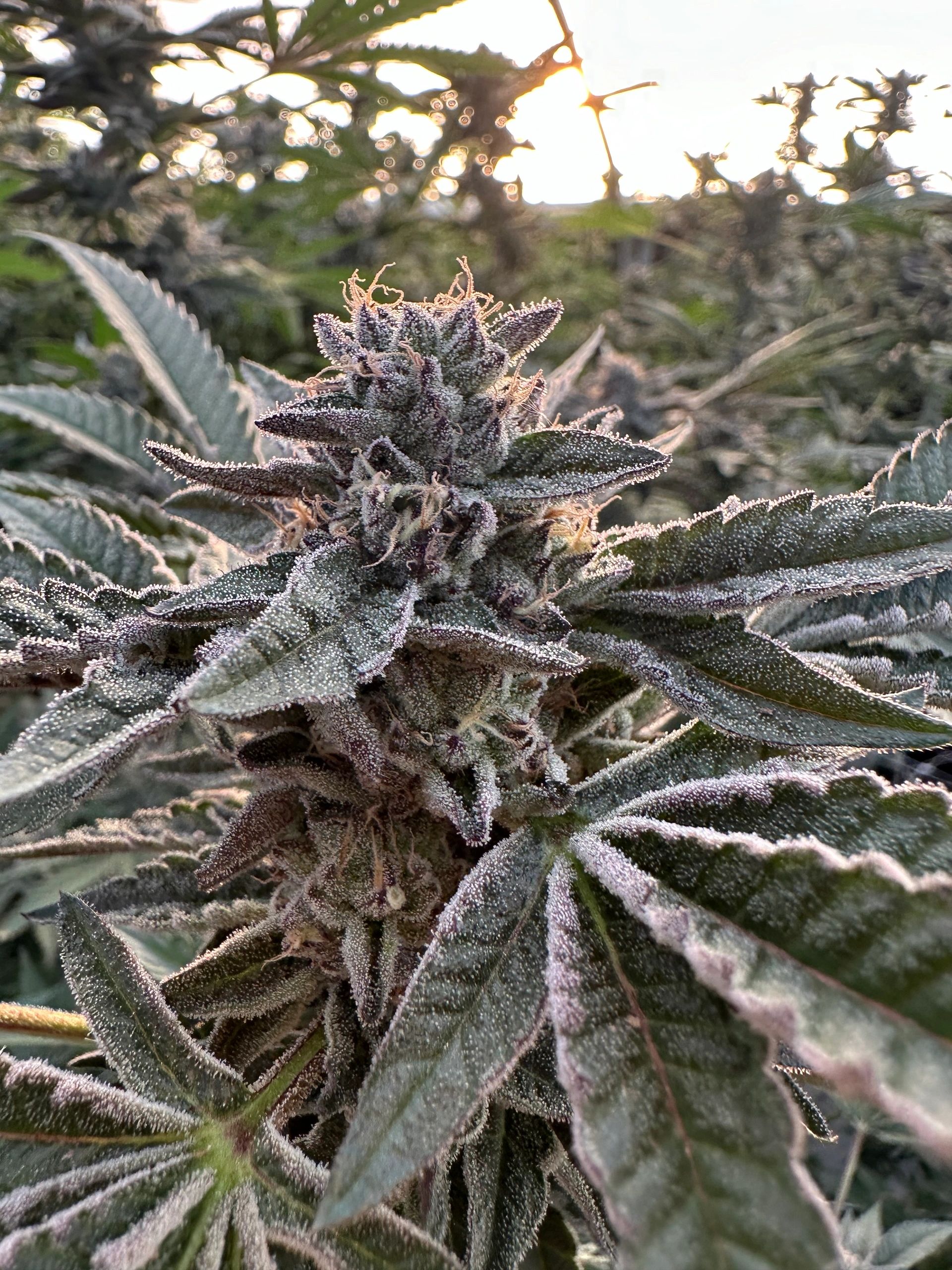 recreational-marijuana-near-me-medex