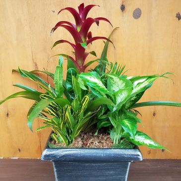 Bromeliad Combo Garden