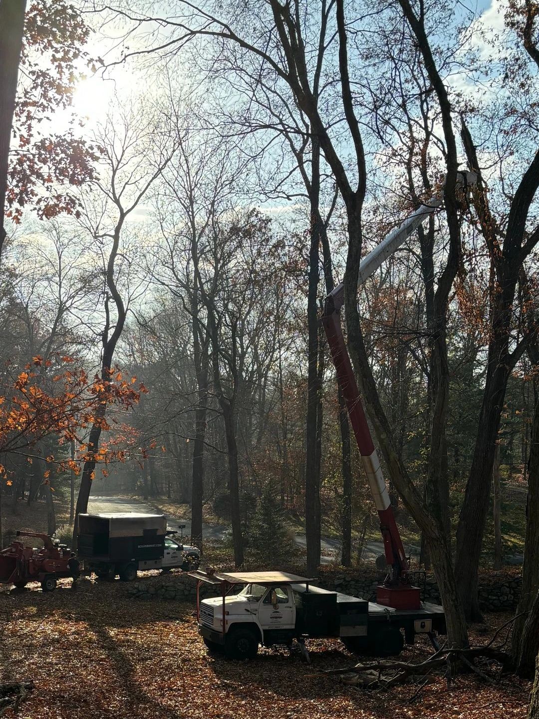 Tree Removal & Pruning project in Easton, CT. 