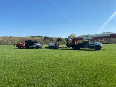 Newtown tree service. Tree removal & tree pruning services.