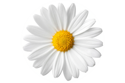 Close-up of a white daisy with a yellow center.