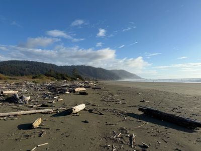 Sandy beach with scattered driftwood and distant hills under a clear blue sky.