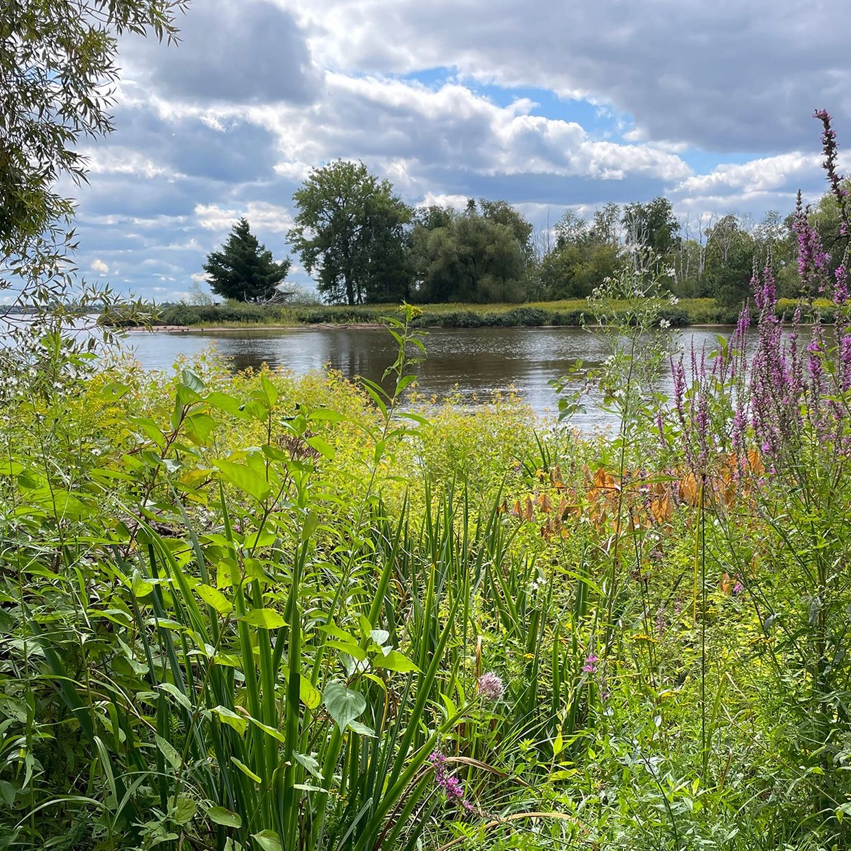 A lush riverside scene with vibrant greenery under a cloudy sky.