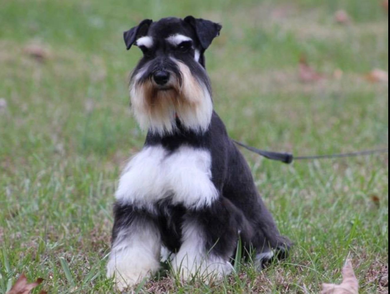 Mega sales coat schnauzer