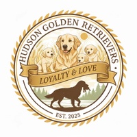 Hudson
Golden Retrievers