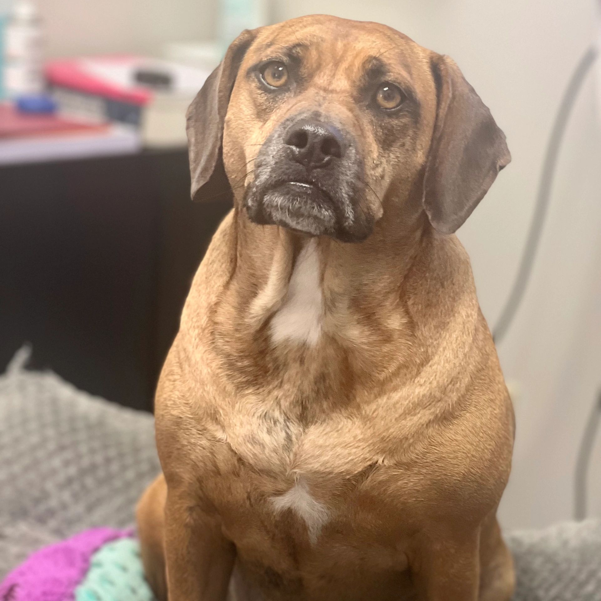 Pets Arthritis Center