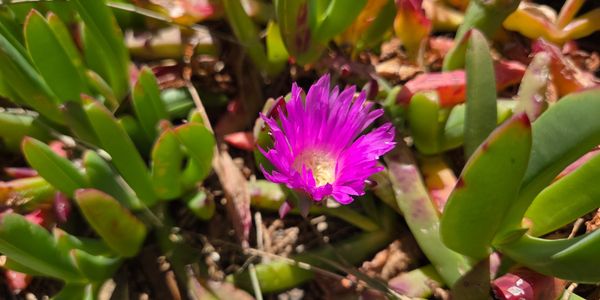 A vibrant purple flower blooming amidst green succulent leaves.