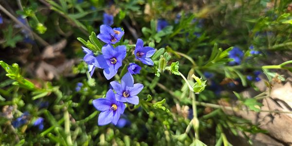 Close-up of delicate blue flowers with green foliage in natural light.